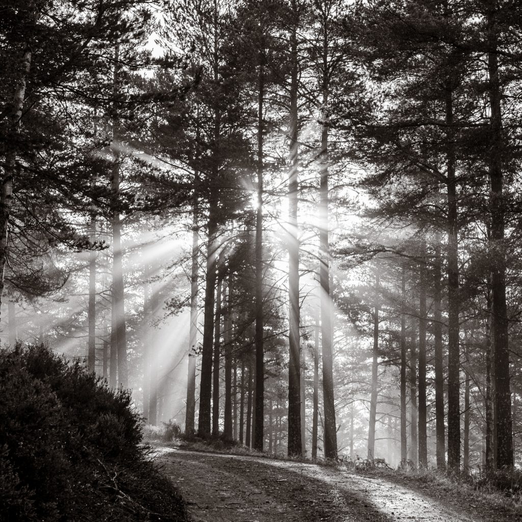 Monochrome backlit trees giving a starburst effect. Square image. Glen Tanar, Aberdeenshire