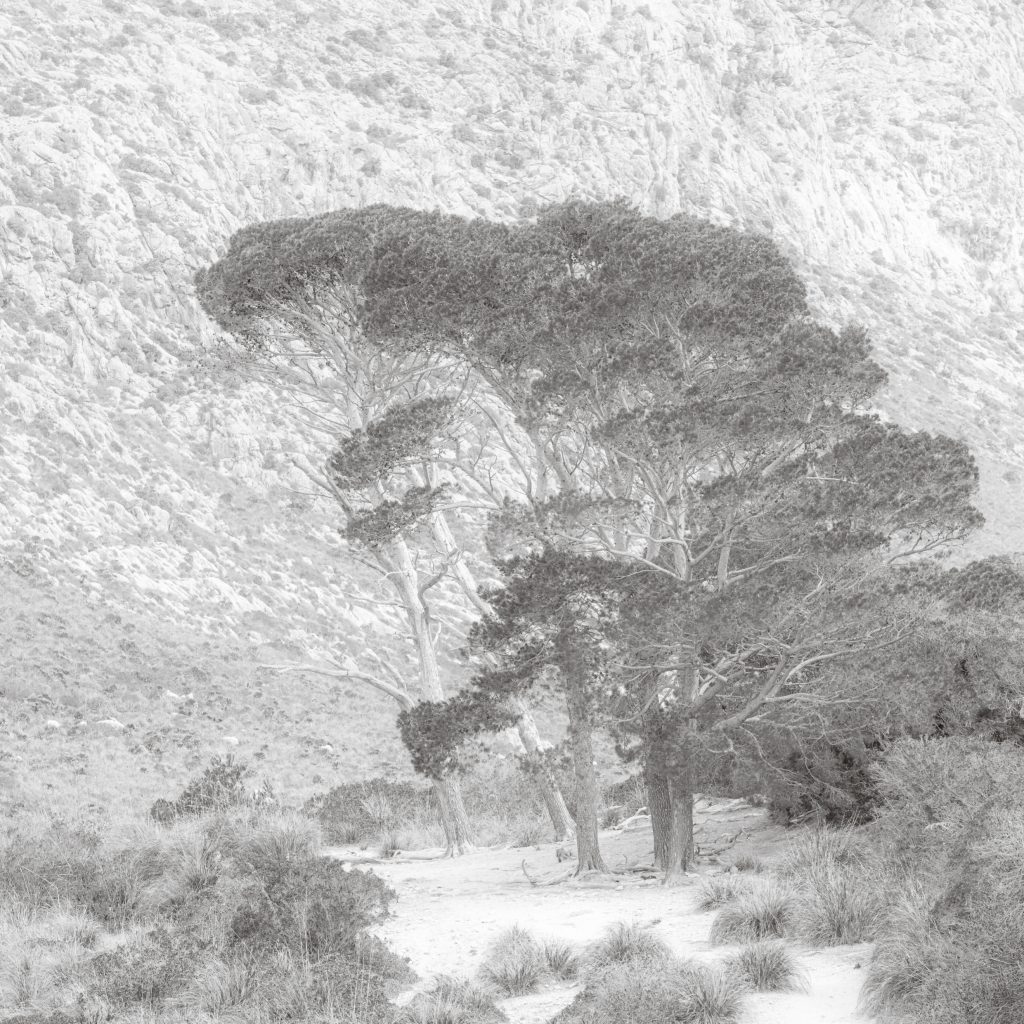 Aleppo Pines in the Boquer Valley, Mallorca. Monochrome square format