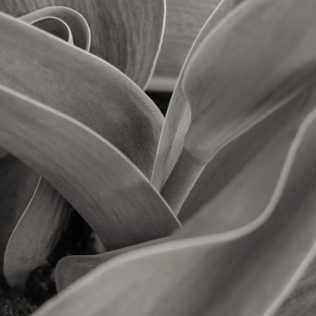Close up of tulip showing curves and texture, Monochrome square format