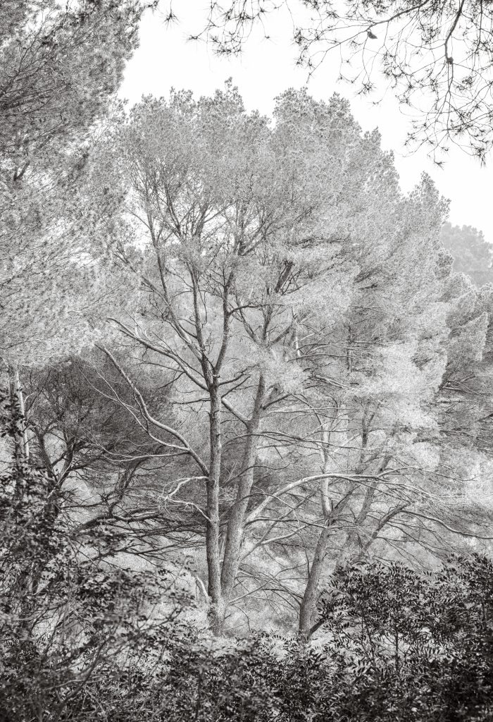 Pine Tree at Ermita de la Victoria, Alcudia, Mallorca. Rendered in high key monochrome giving pencil etching quality to the branches and foliage