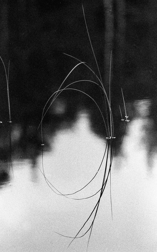 Black and white film photograph of reeds reflected in Cormech Loch, Aberdeenshire