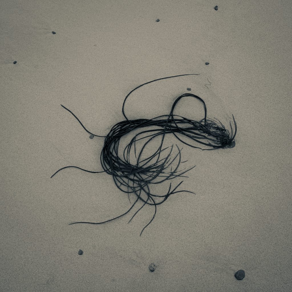 Detail of seaweed washed up on St. Ninian's Isle beach, Shetland