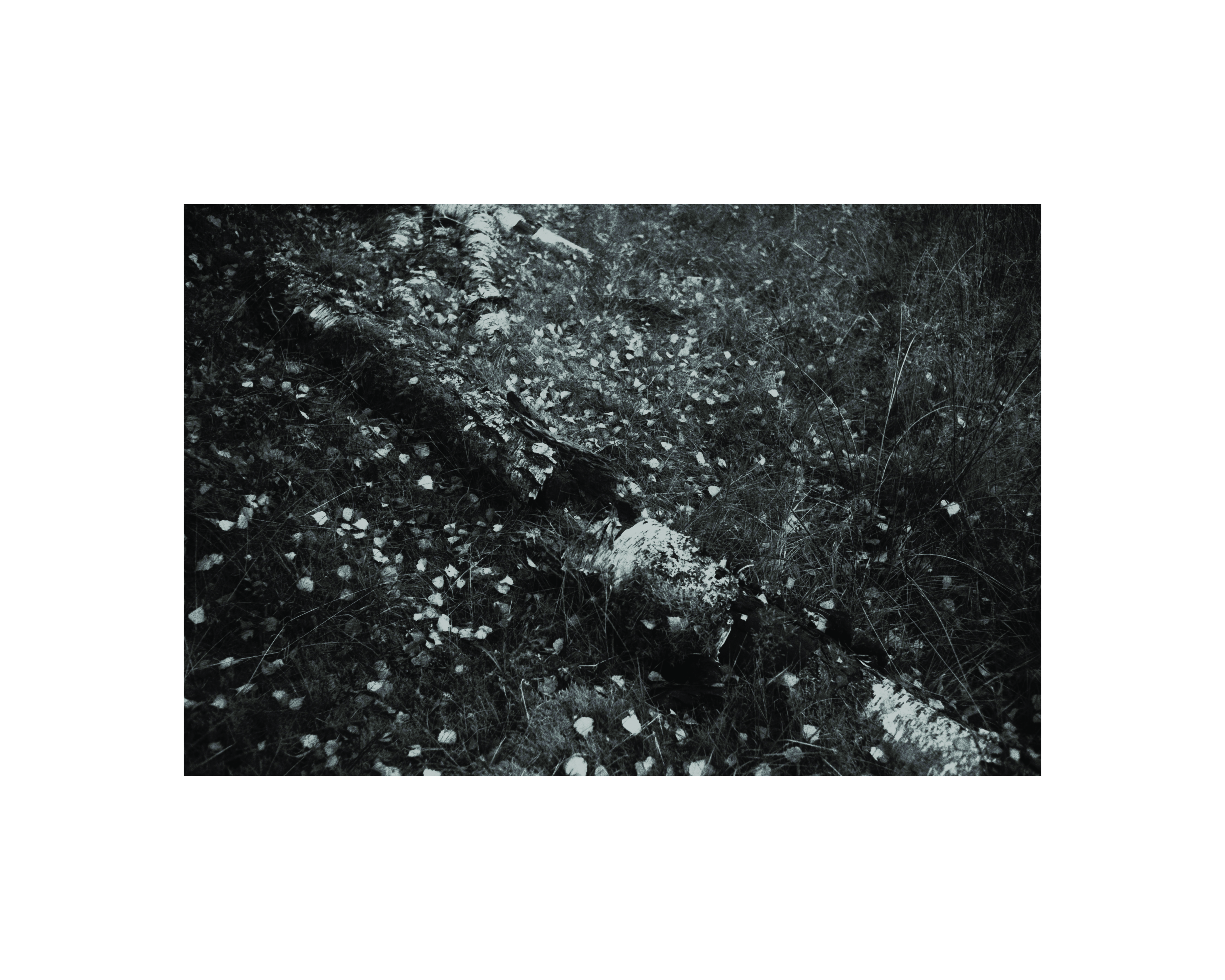 A Spray of Fallen leaves