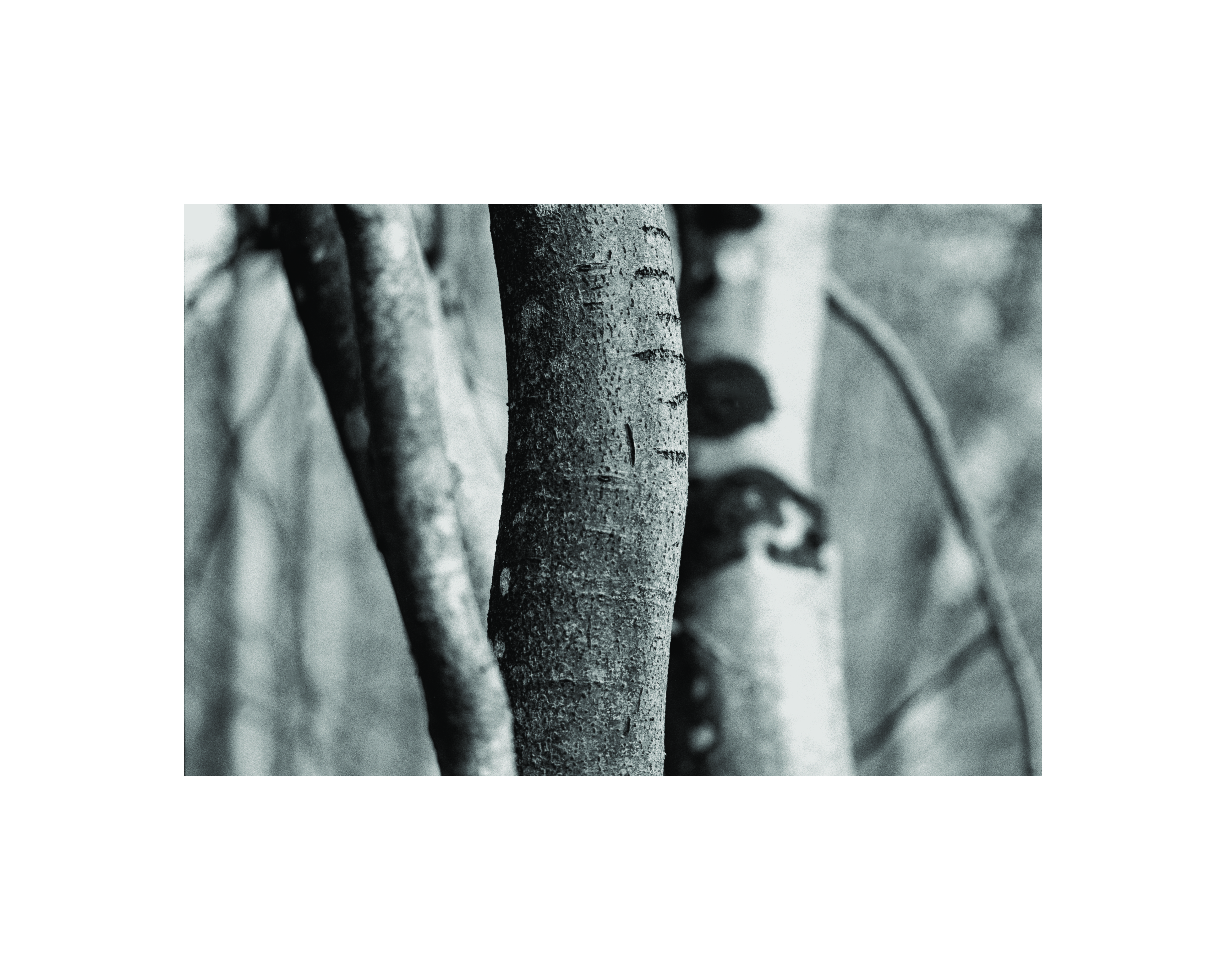 Bark Marks