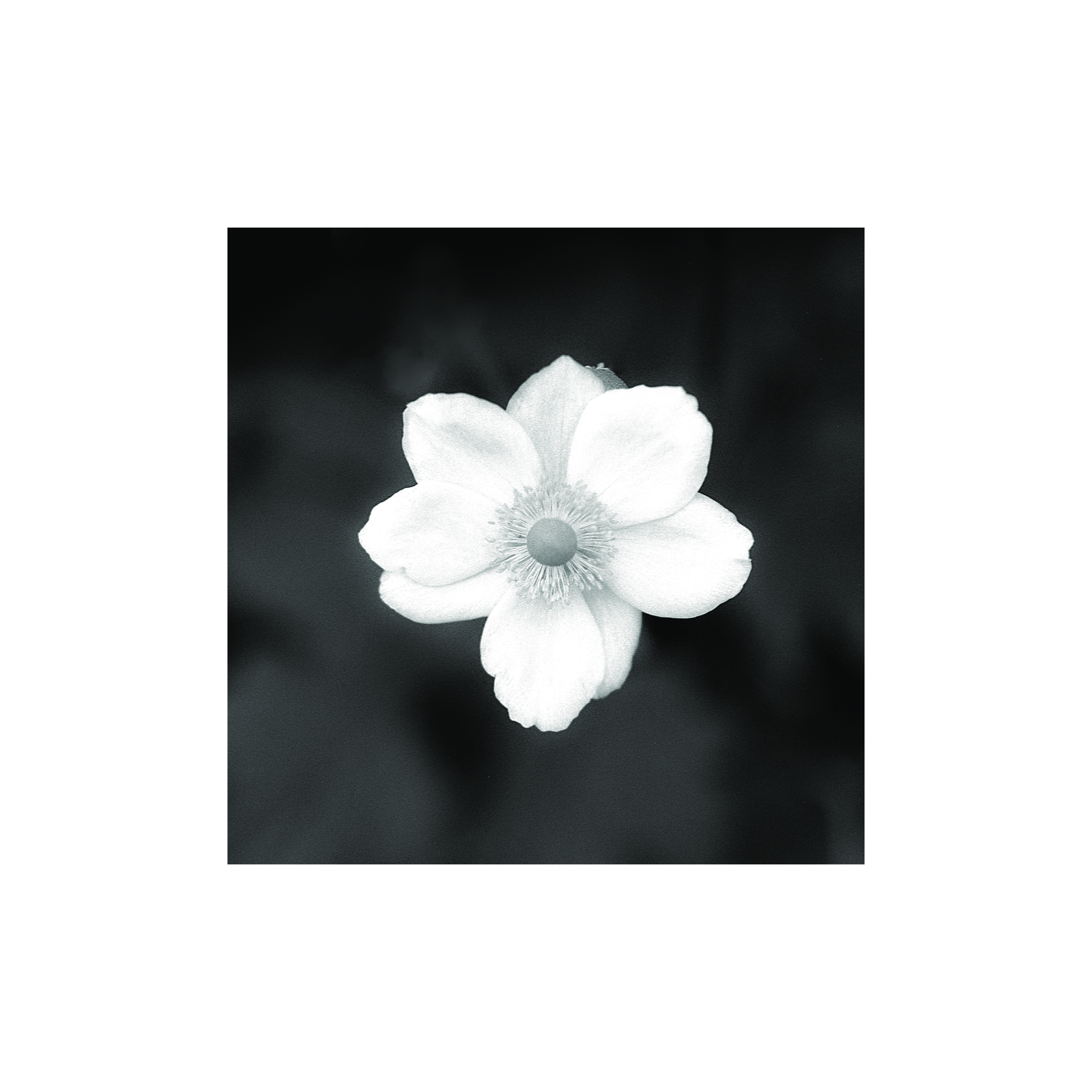Bramble Flower