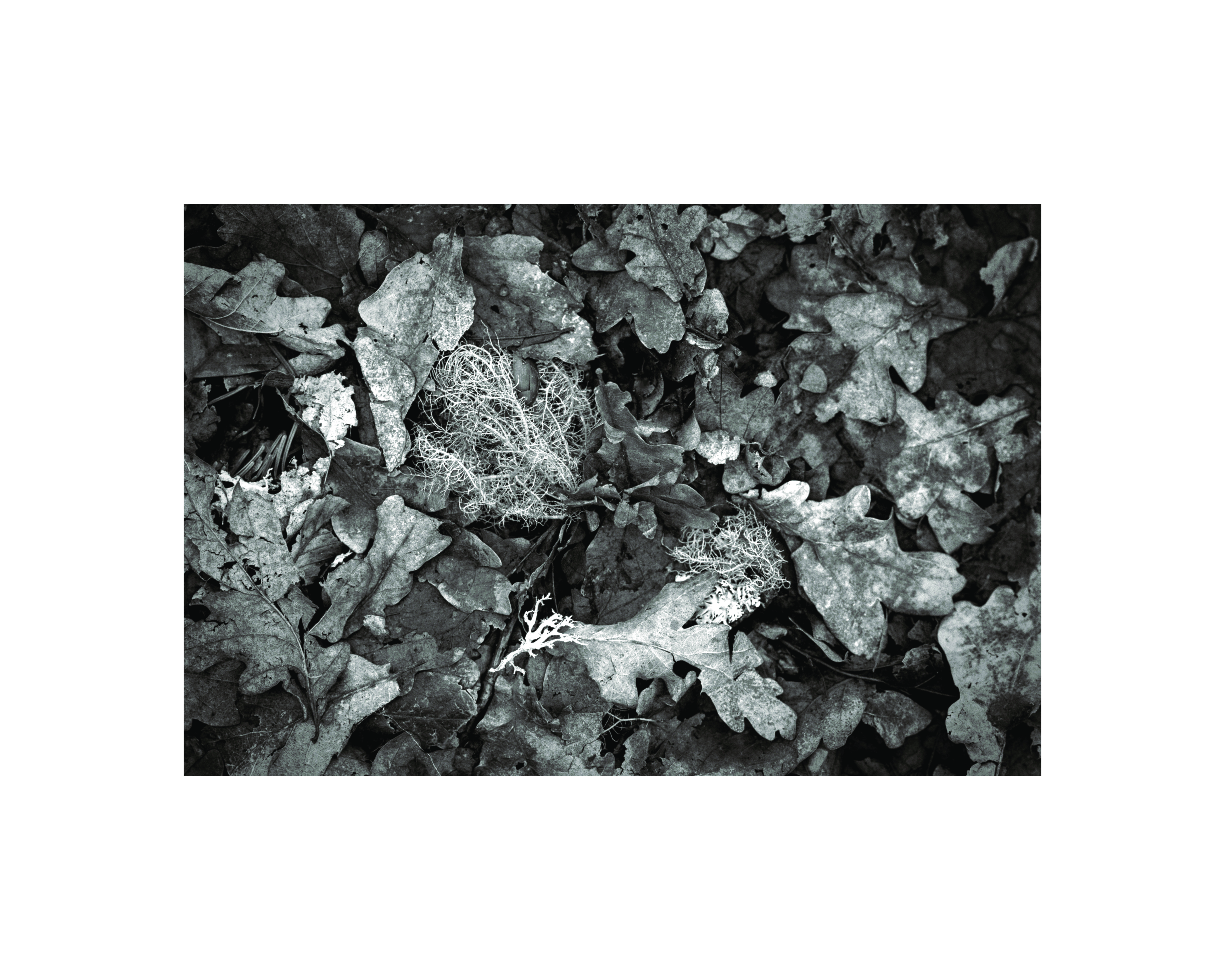 Crathes Lichen