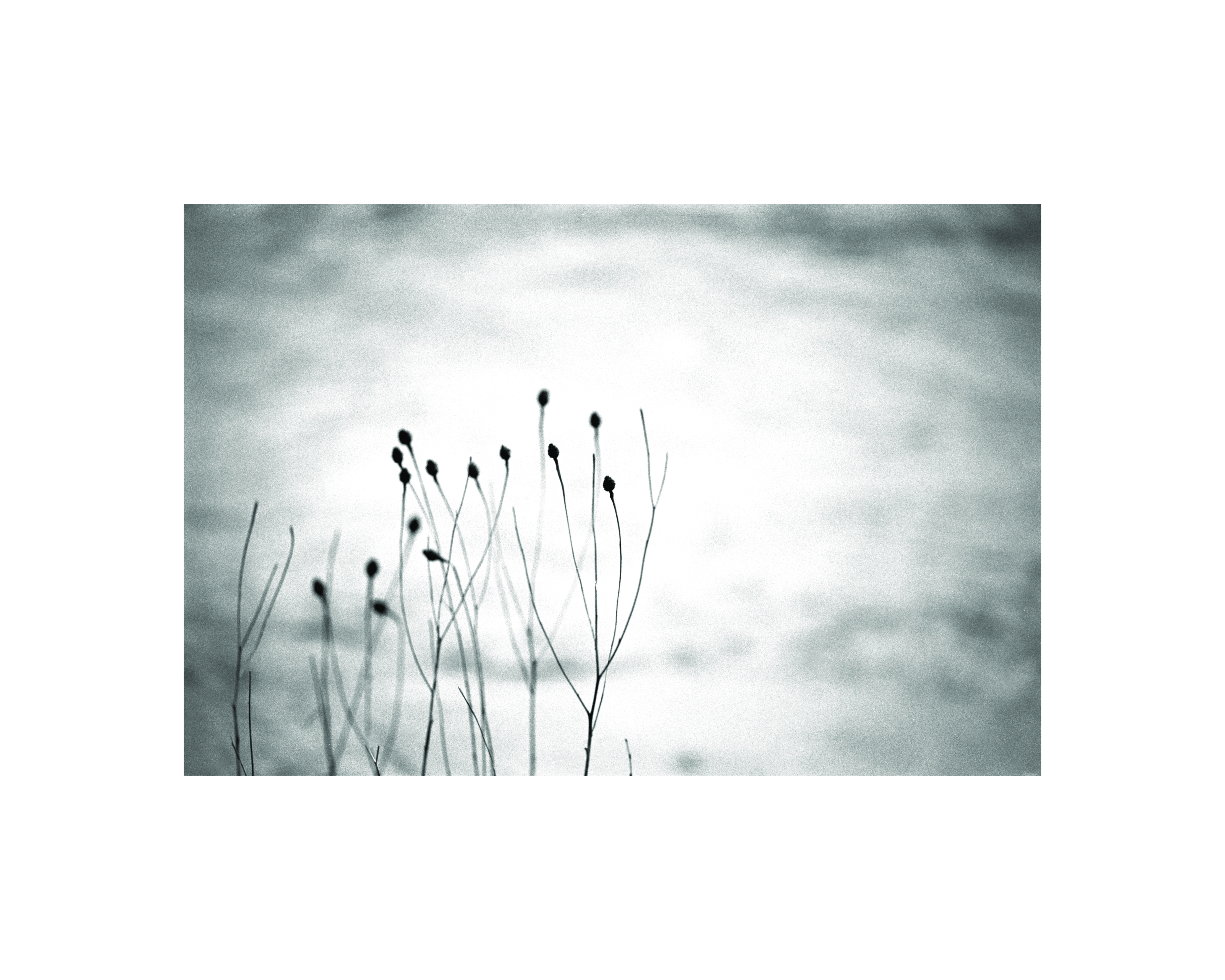 Husks