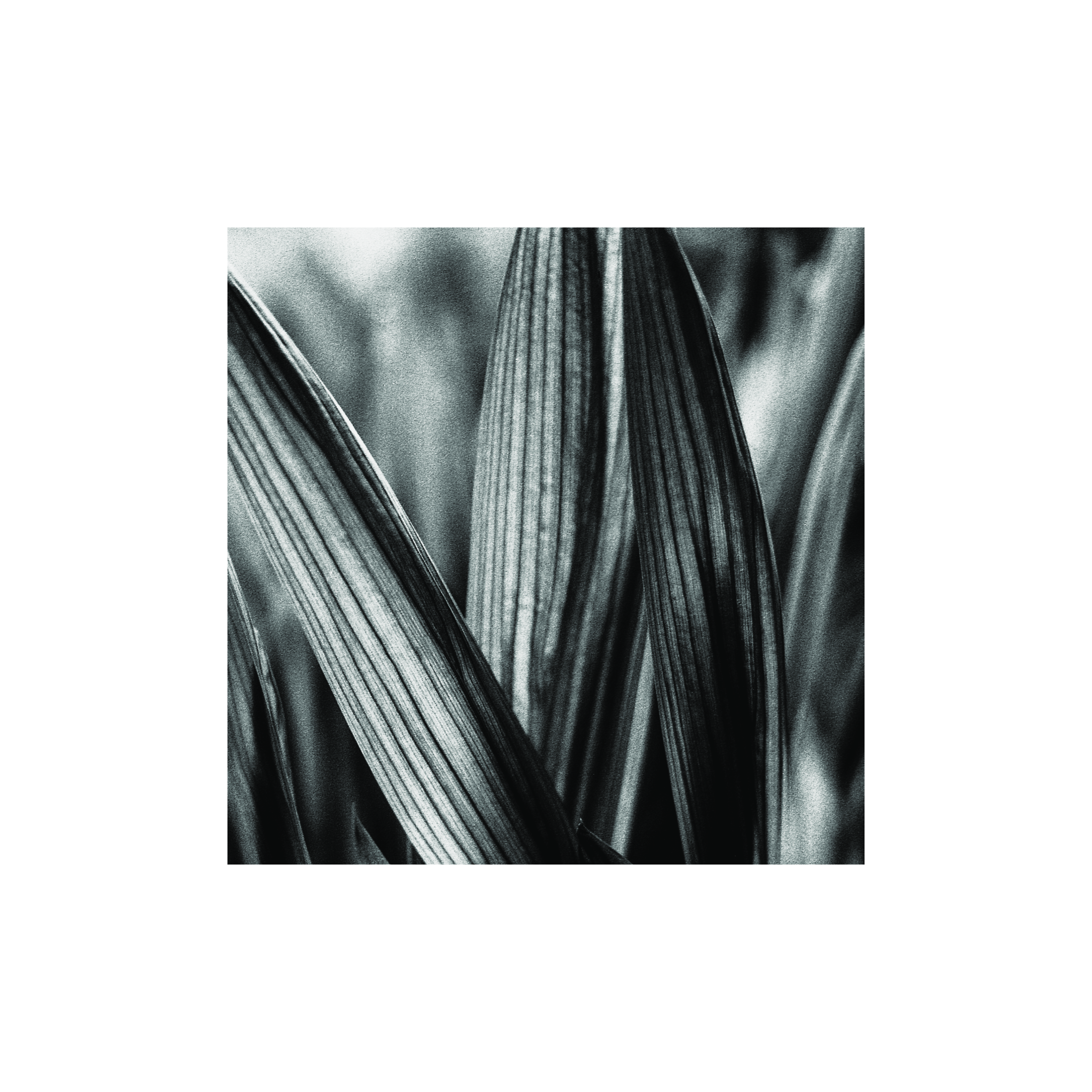 Leaf Blades