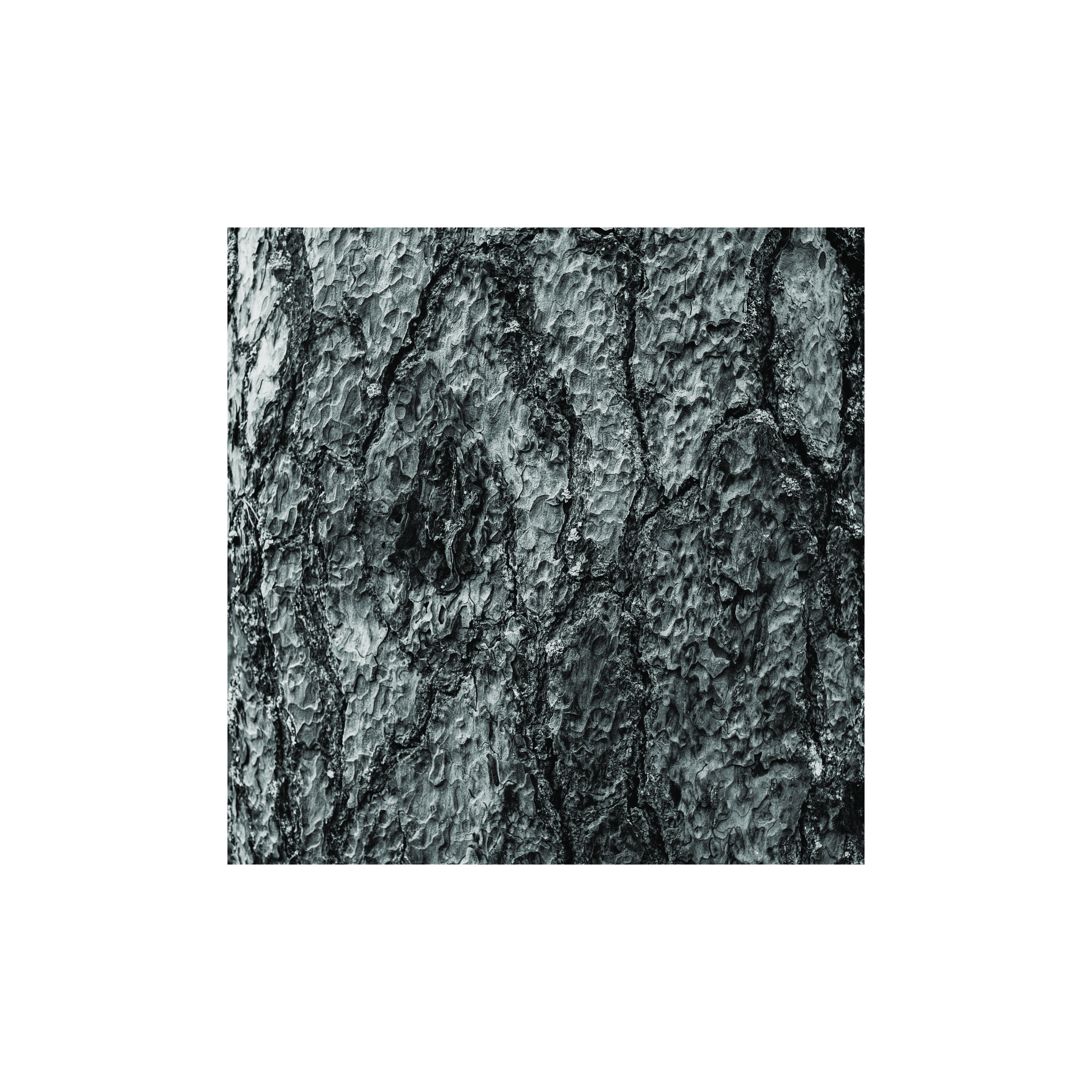 Mar Lodge Bark