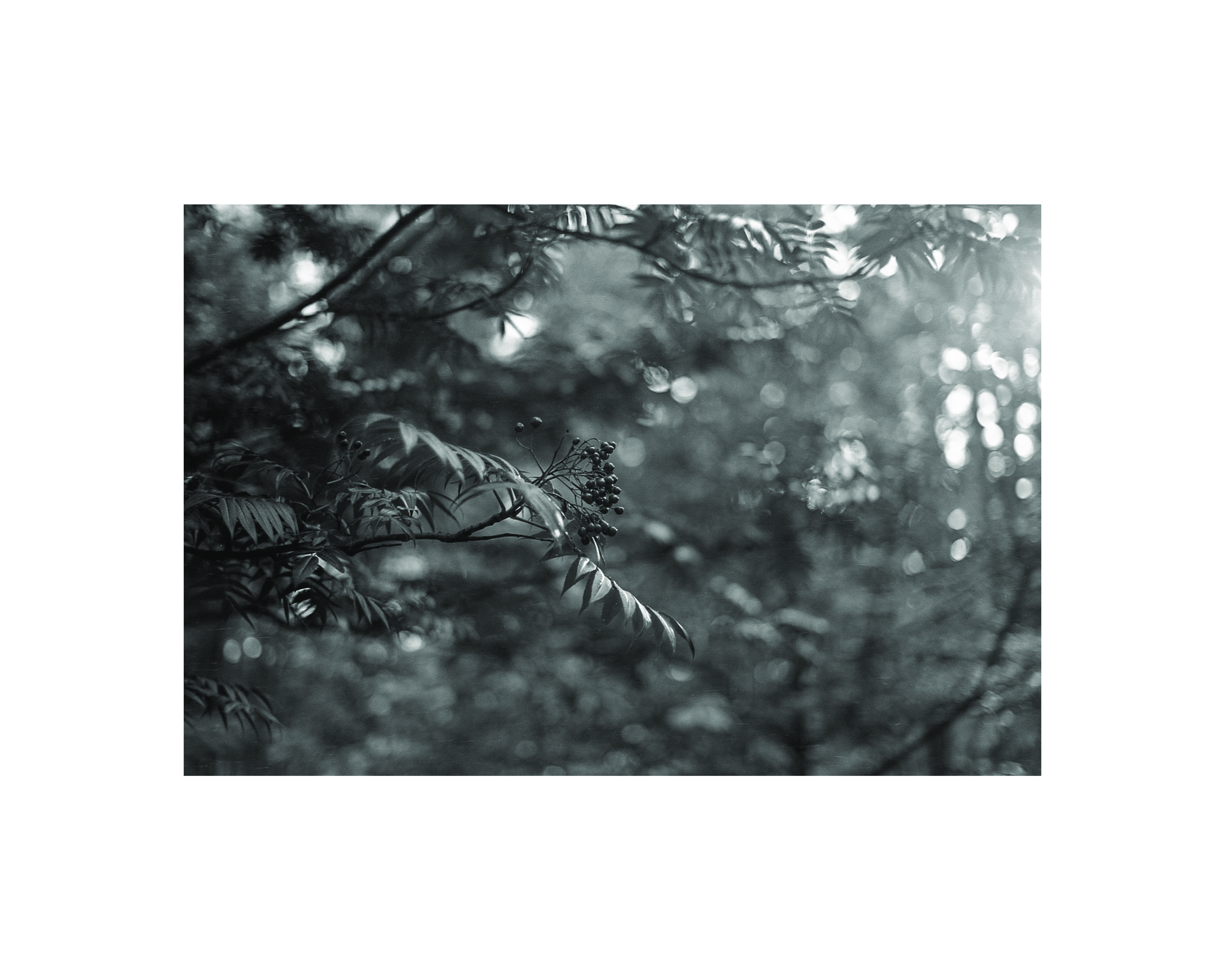 Rowan Berries