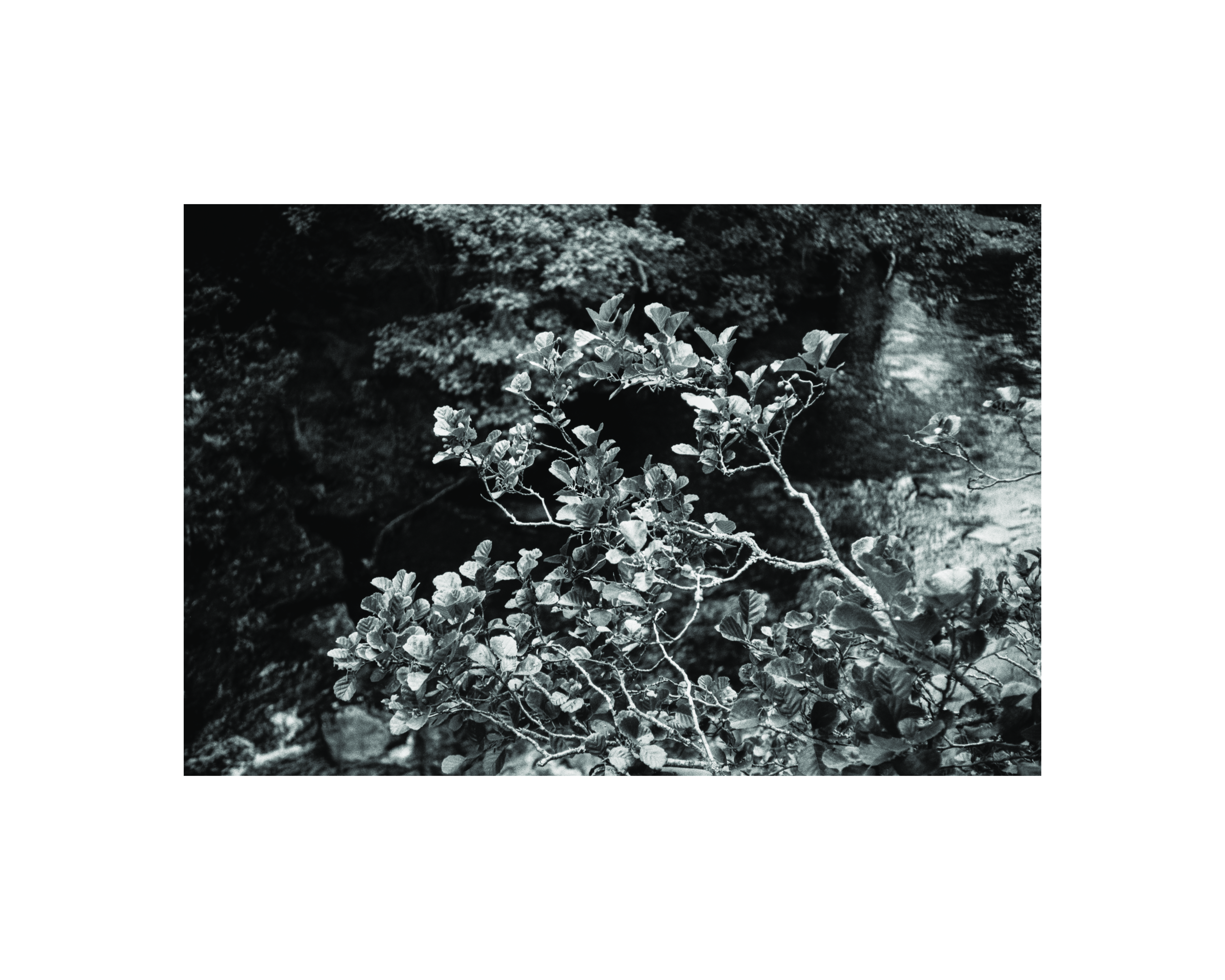 Water of Tanar